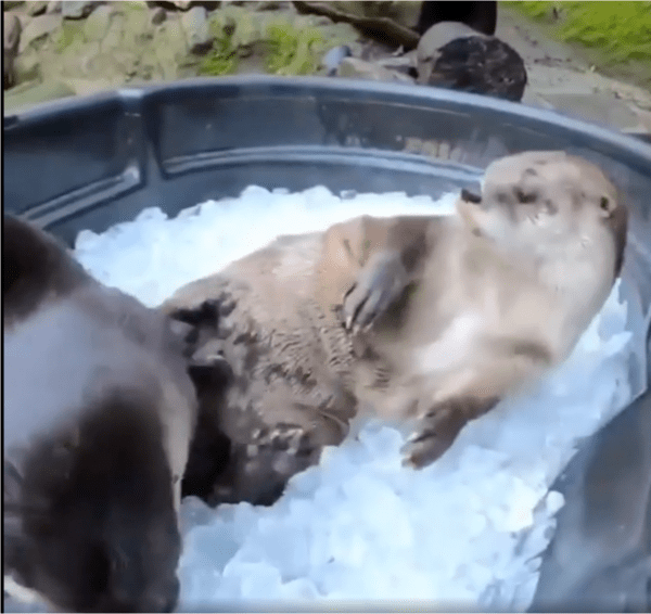 출처: Reddit / 장난치는 수달들