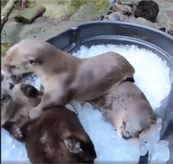 출처: Reddit / 얼음 위에서 뒤엉켜 노는 수달들