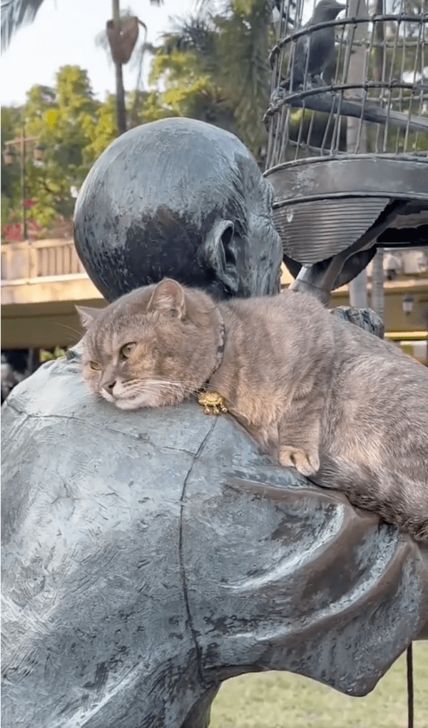 출처: Reddit / 동상 위에서 경치 즐기는 고양이