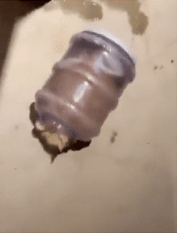 출처: Reddit / 플라스틱 통에 들어가 있는 고양이