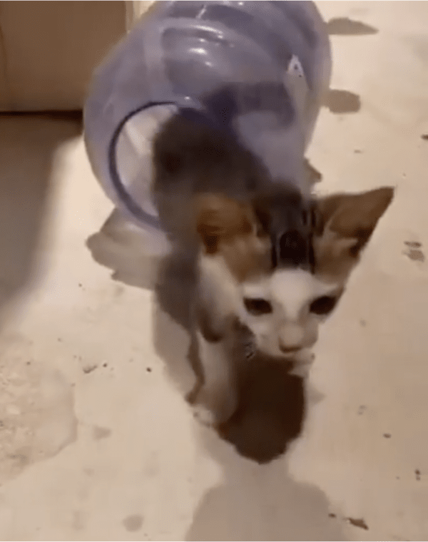 출처: Reddit / 끝없이 나오는 고양이