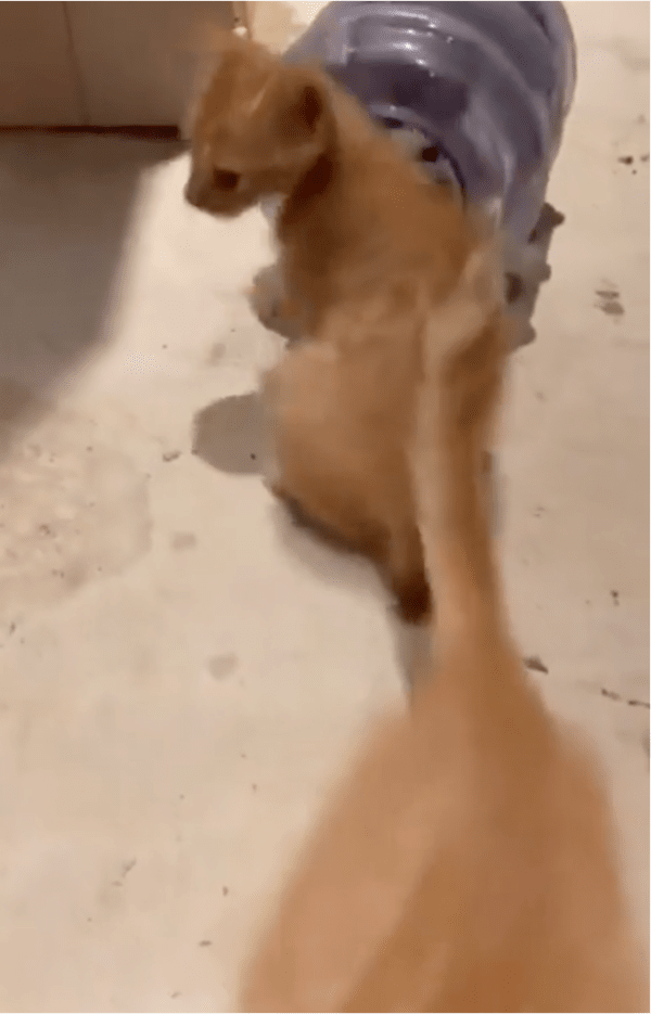 출처: Reddit / 뒤따라 나오는 또 한마리의 고양이