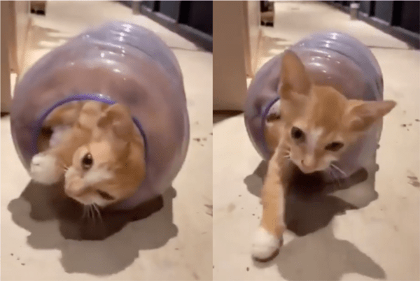 출처: Reddit / 사람을 보자 통에서 나오는 고양이