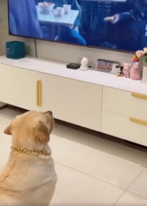 “먹었는데 왜 아무 맛도 안 나지?” 리트리버의 의심