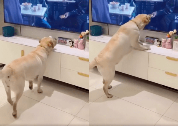 출처 : Reddit / 텔레비전 화면 앞으로 다가가 화면을 핥는 리트리버