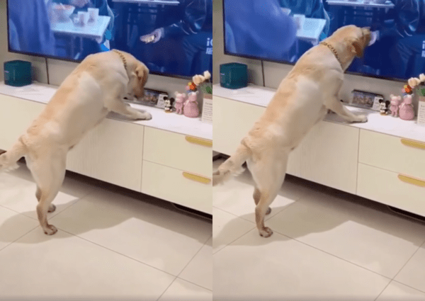 출처 : Reddit / 아무런 맛이 나지 않자 그제야 의심하는 리트리버