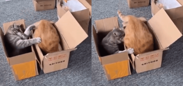출처 : Reddit / 옆 박스로 들어온 치즈냥이를 물어버리는 고양이