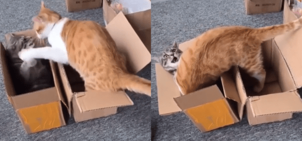 출처 : Reddit / 박스로 인해 고양이 싸움으로 이어진 상황