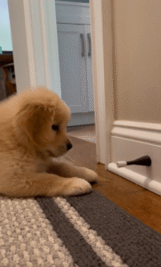 나를 막을 셈이냐! 문 스토퍼 앞을 가로막은 ㅇㅇㅇ