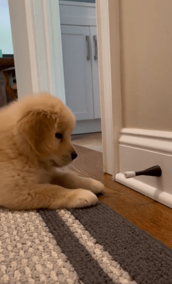 출처 : Reddit / 견생 처음으로 보는 문 스토퍼에 깜짝 놀란 강아지