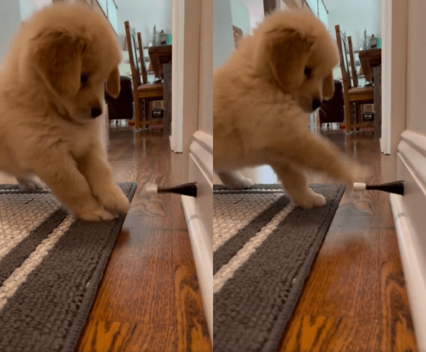 출처 : Reddit / 앞발로 스토퍼를 건드려보는 강아지