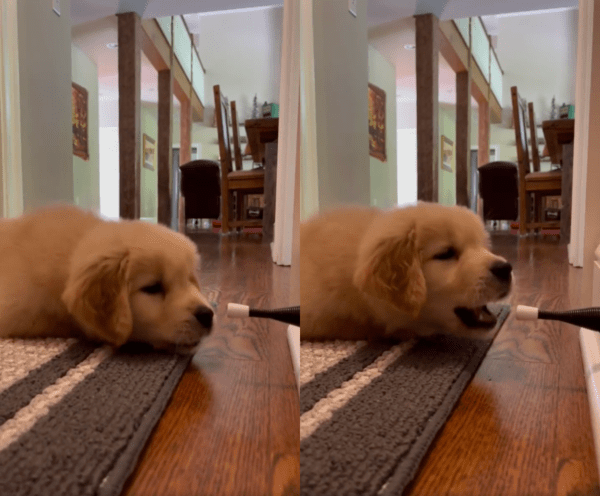 출처 : Reddit / 엎드려 스토퍼만 바라보다 입으로 가져가는 강아지