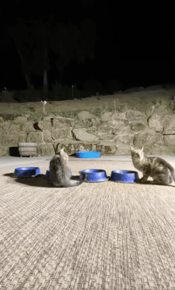 출처 : Reddit / 밤에 물을 마시고 있는 고양이들