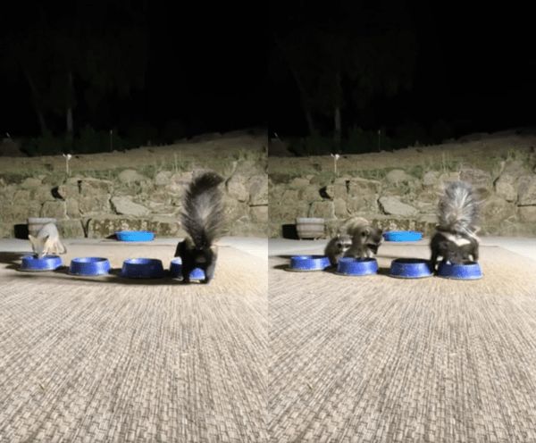 출처 : Reddit / 물을 마시러 온 야생 동물들