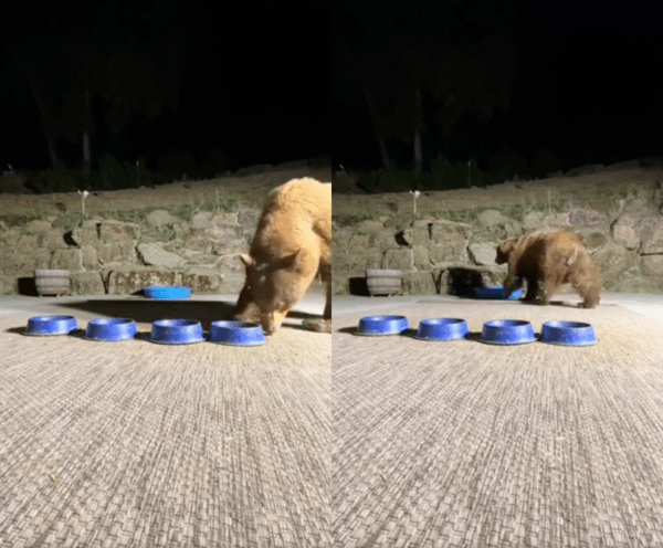 출처 : Reddit / 물을 마시러 내려온 야생 곰