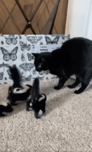 고양이를 엄마라고 착각한 아기 ㅇㅇㅇ들의 행동