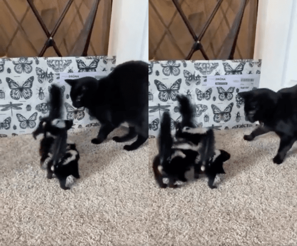 출처 : Reddit / 자기에게 돌진하는 아기 스컹크들을 보고 놀란 고양이