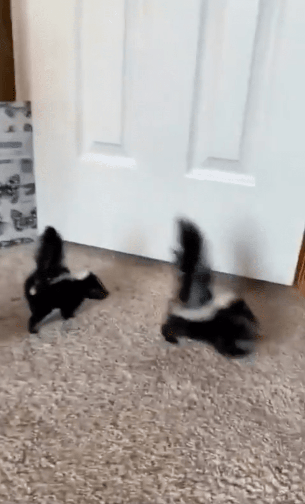 출처 : Reddit / 고양이를 뒤쫓는 아기 스컹크들