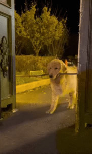 “왜 앞으로 갈 수 없지?” 갈 길을 잃은 리트리버의 행동