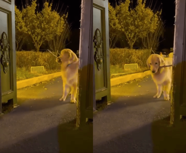 출처 : Reddit / 뒷걸음질 치다 다시 가보지만 똑같이 앞으로 가지 못하는 리트리버