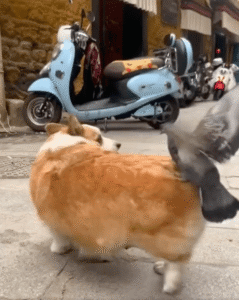 비둘기의 택시비는 어떻게 줄지 궁금한 ㅇㅇㅇㅇ