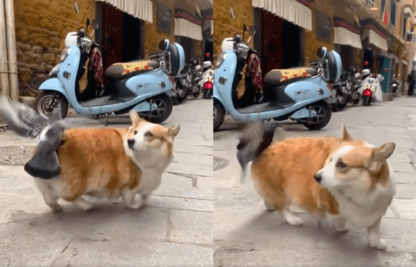 출처 : Reddit / 자기 위로 올라탄 비둘기가 당황스러운 웰시코기