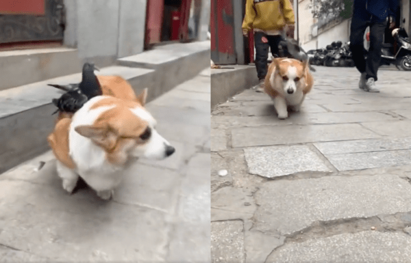 출처 : Reddit / 비둘기와 산책하는 웰시코기