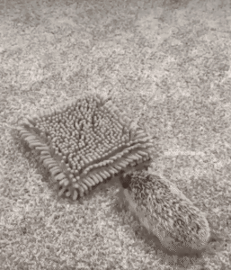 감히 잠자는 ㅇㅇㅇㅇ의 코털을 건드려?