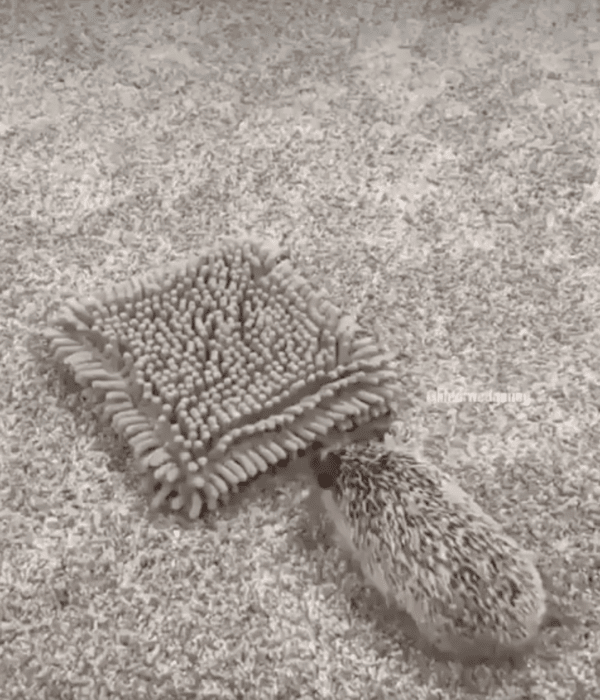 출처 : Reddit / 자기와 닮은 걸레에 화가 잔뜩 난 고슴도치