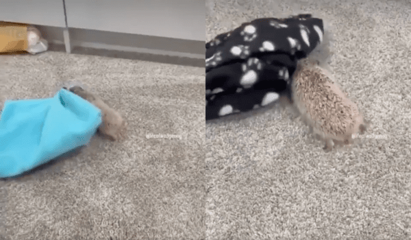 출처 : Reddit / 모든 것에 화를 내는 고슴도치