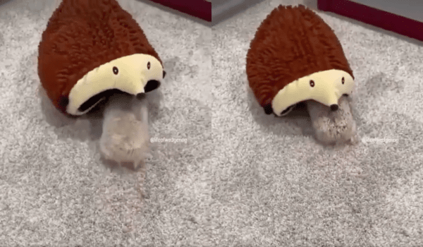 출처 : Reddit / 자기와 닮은 고슴도치 집에 화를 내는 고슴도치