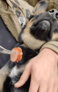 이 정도 냄새면 일어나야 정상이지….잠자다 벌떡 일어난 ㅇㅇㅇ