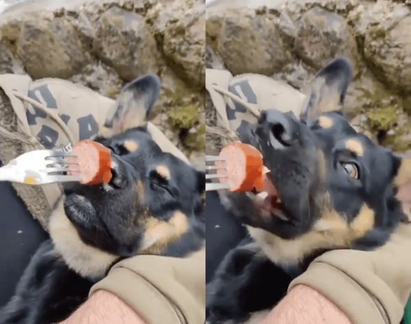 출처 : Reddit / 다가오는 소시지에 눈을 번쩍 뜬 셰퍼드