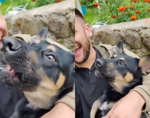 출처 : Reddit / 본능적으로 소시지를 한입에 먹어버리는 쉐퍼드