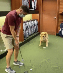 홀인원을 원하는 주인을 위한 리트리버의 행동은?