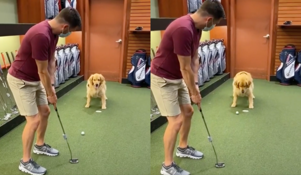 출처 : Reddit / 퍼팅 중 아쉽게 공이 빗나가는 걸 본 리트리버