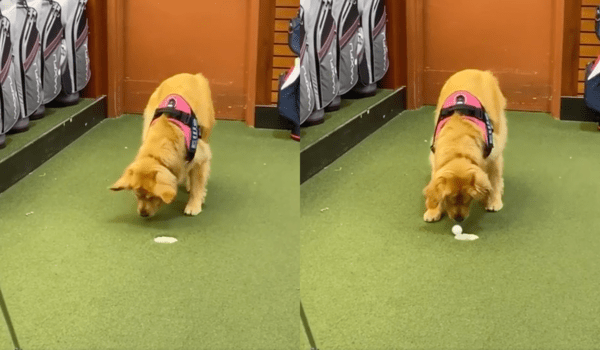 출처 : Reddit / 골프공을 입으로 물어 홀에 넣는 리트리버