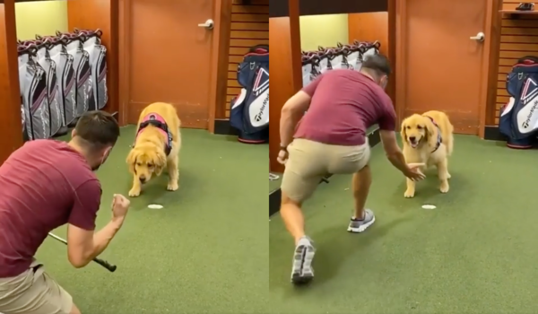 출처 : Reddit / 공이 들어가자 신나서 리트리버와 하이 파이브하려는 주인