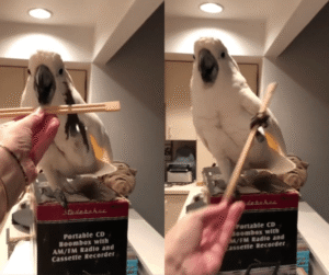 나의 춤 실력을 따라올 자 그 누가 있느냐?