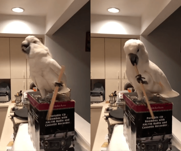 출처 : Reddit / 좌우로 고개를 흔들며 춤추는 앵무새