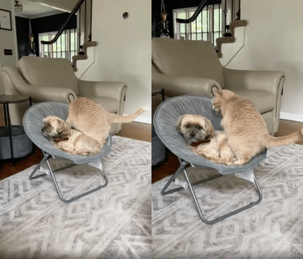 출처 : Reddit / 자리에 먼저 와 있는 강아지와 그 위를 올라온 고양이