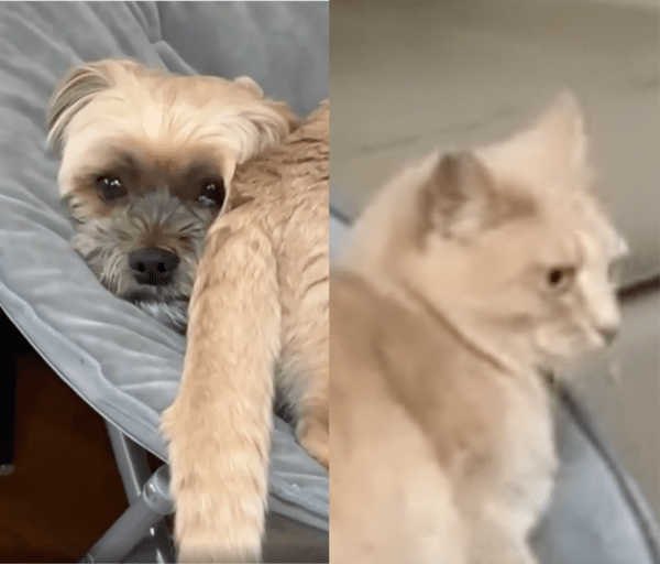 출처 : Reddit / 눈빛이 아련한 강아지와 무심한 고양이