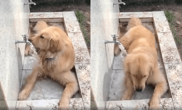 출처 : Reddit / 물 나오는 야외 수돗가에 엎드린 골든 리트리버