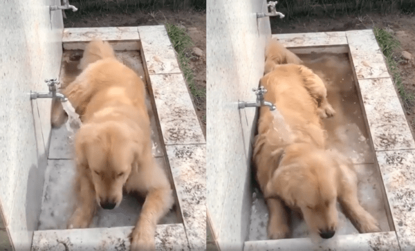 출처 : Reddit / 수돗물을 맞으면서 엎드리는 리트리버