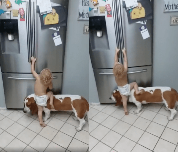 출처 : Reddit / 강아지 위로 올라가 냉장고 문을 열어보려는 소년
