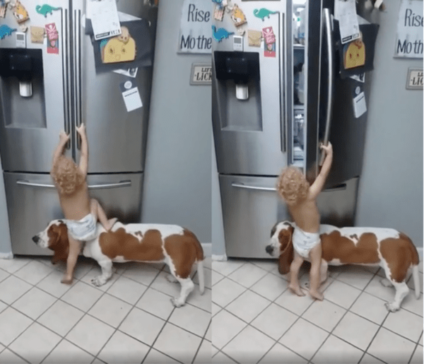 출처 : Reddit / 강아지를 올라타 냉장고 문을 여는 데 성공한 아이