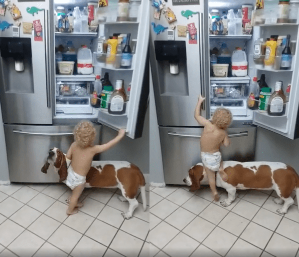 출처 : Reddit / 양쪽 다 열어보려는 아이의 욕심