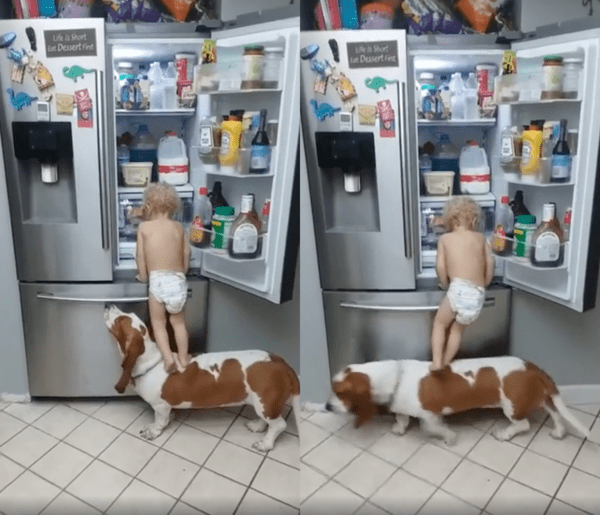 출처 : Reddit / 냉장고를 쓱 보지만 먹을 게 없어 보이는지 떠나는 반려견