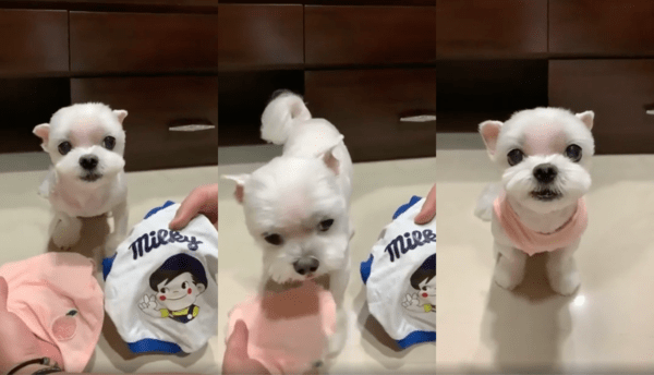 출처 : Reddit / 오늘 입을 옷을 직접 고르는 말티즈