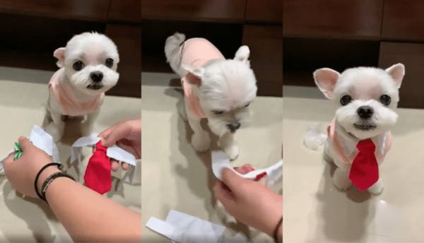 출처 : Reddit / 오늘의 패션을 고르는 중인 말티즈